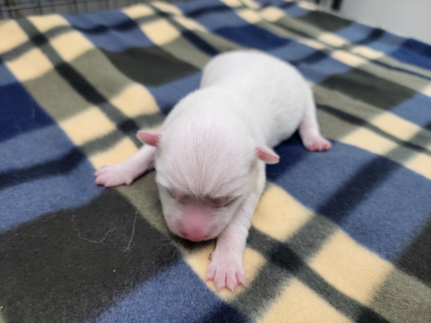 고양시동물보호센터_441394202500447